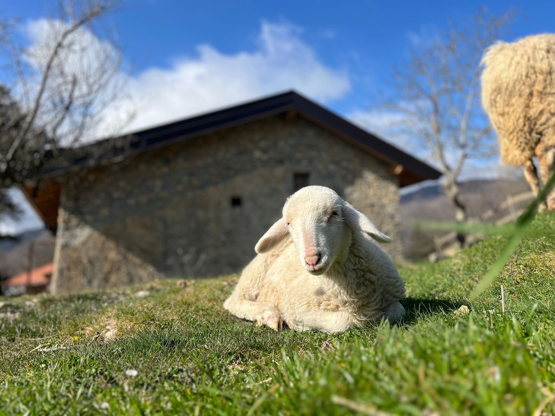 A spasso con la Pecora