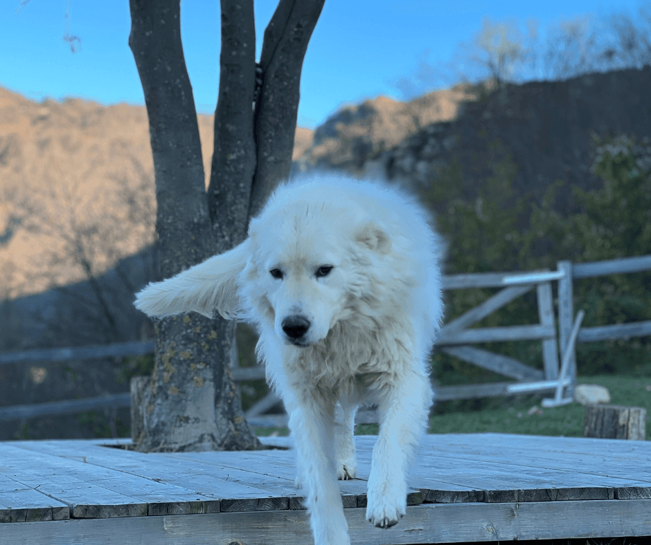 Balto