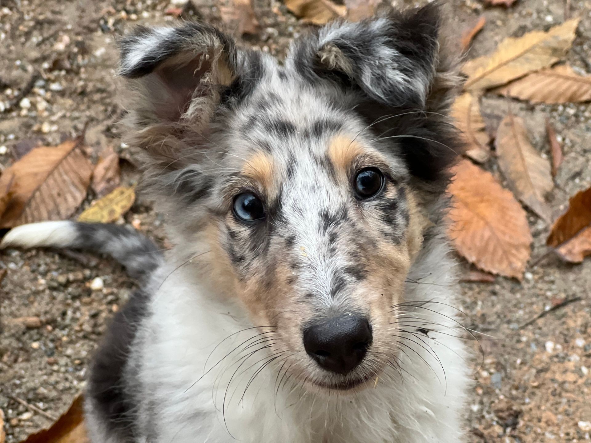 Kiki