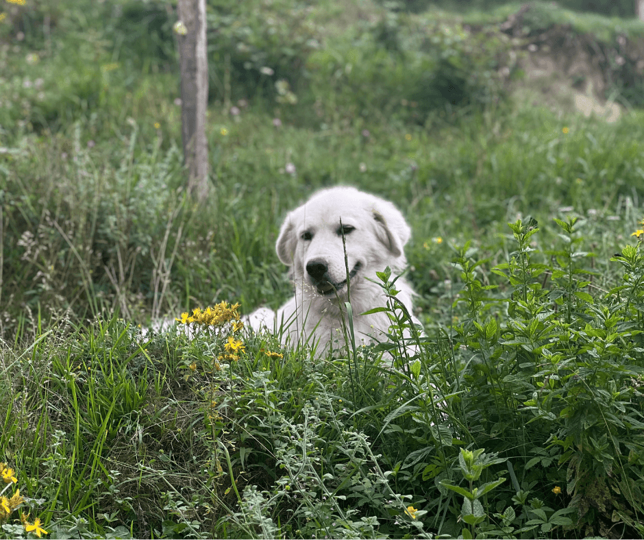 Mela